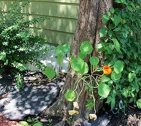 nasturtium nasturtium wherefore art thou nasturtium, flowers, gardening, nasturtium planted in tree hollow