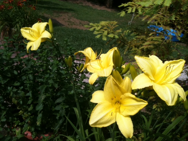 my flower garden this year, flowers, gardening, Yellow Amarillus from My Father in Laws Yard