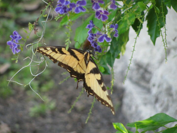 welcome to my garden pretty butterfly, gardening