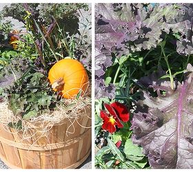 fall planters and gardening tips, container gardening, gardening, seasonal holiday d cor, Add small pumpkins and gourds to your containers