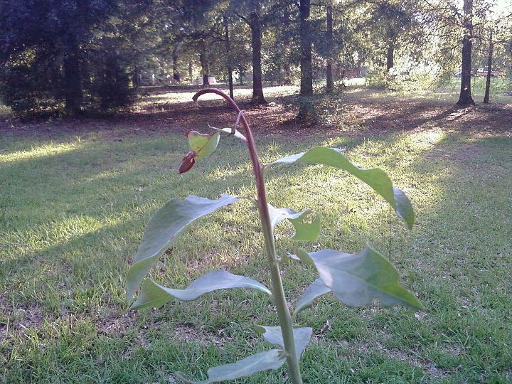 i found this on 3 of my 4 rabbiteye blueberry plants its only on new growth shoots, gardening