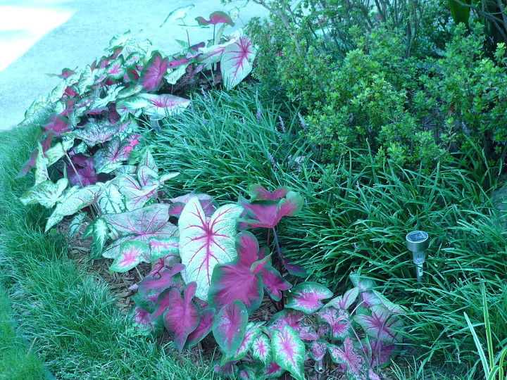 caladium galore love them, gardening, A variety of color