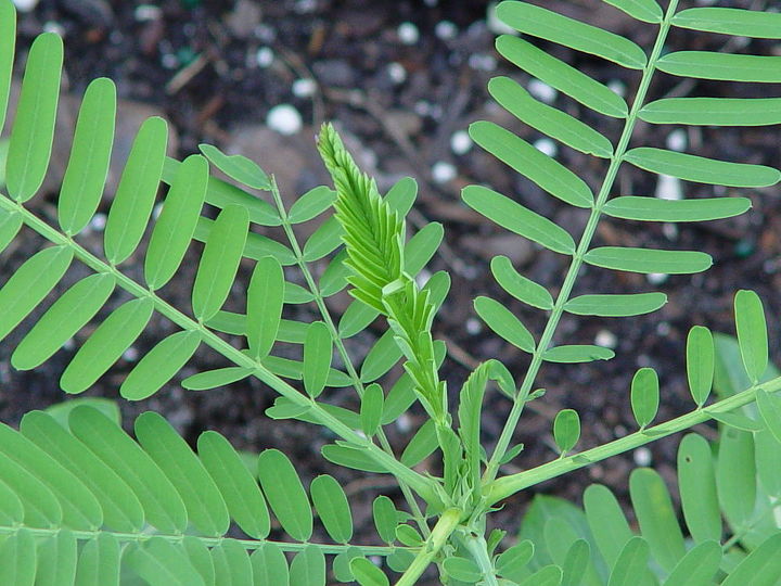 q plant identification please, gardening, close up