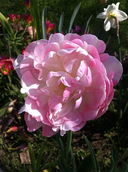 garden tour my soulful home, flowers, gardening, outdoor living, Ruffled tulip