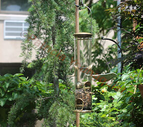rain or shine bird feeders to perch or not may be the question, container gardening, gardening, outdoor living, pets animals, urban living, My WBUSS Feeder with supported by my genius pole idea Referred to as Photo Five in post