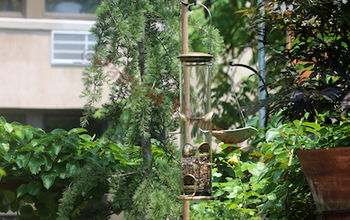Rain OR Shine Bird Feeders: To Perch, or NOT, May Be the Question!