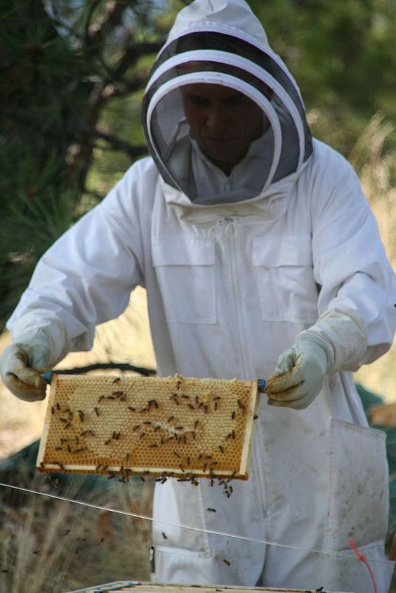 plantas de apicultura de um criador de abelhas, Chris est exibindo um quadro de mel com abelhas trabalhando