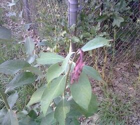 i found this on 3 of my 4 rabbiteye blueberry plants its only on new growth shoots, gardening
