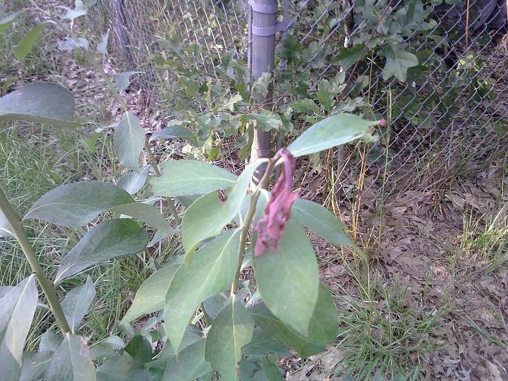 i found this on 3 of my 4 rabbiteye blueberry plants its only on new growth shoots, gardening