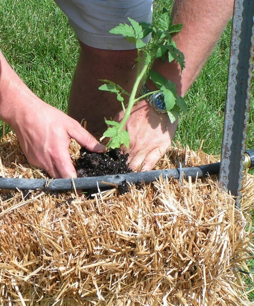 straw bale gardening, gardening, Plant directly into the bale after it is conditioned