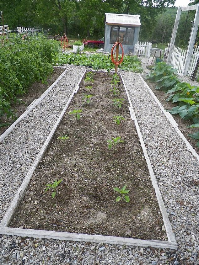 2013 garden, gardening, Bell peppers