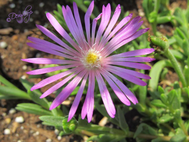 blooming succulents and cacti, flowers, gardening, succulents, Lampranthus Ice Plant