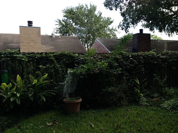 what is this vine growing fast on my texas fence volunteer, Across back fence