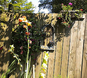 my backyard garden, flowers, gardening, outdoor living, The fence