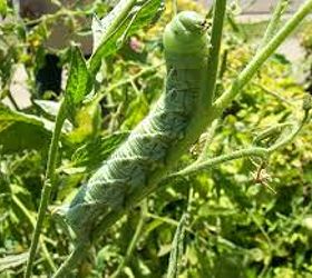 q help i have tomato horn worms, gardening, pest control