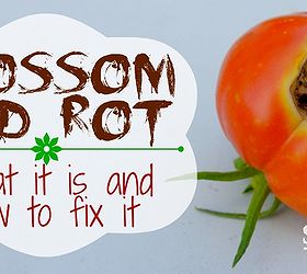 blossom end rot what it is and how to fix it, gardening