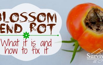 Blossom End Rot: What It is and How to Fix It