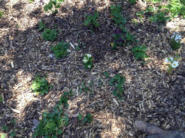 what to do with invasive violets, flowers, gardening