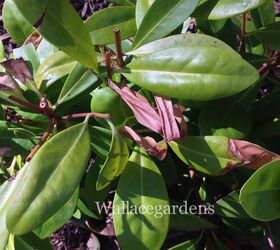 clean up after the polar vortex springgardening, container gardening, flowers, gardening, landscape, perennial, A newly installed Anise Florida Sunshine evergreen shrub suffered only minor leaf burn Once spring gets underway a little fine tuning and this shrub will bounce back with vigor