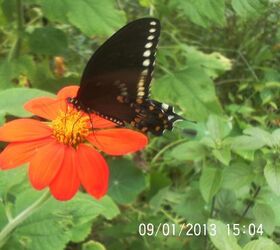 Still Enjoying My Butterflies,  Monarch Visit.