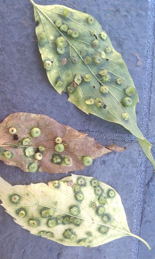 what is this on the leaves, gardening