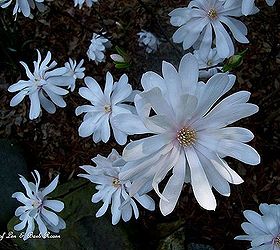 spring is on the way, gardening, Star Magnolia blooms