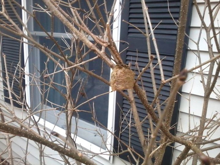 my valentine surprise a mantis nest, pets animals, valentines day ideas, Mantis Nest in Forsythia