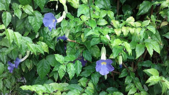 plant identification, flowers, gardening