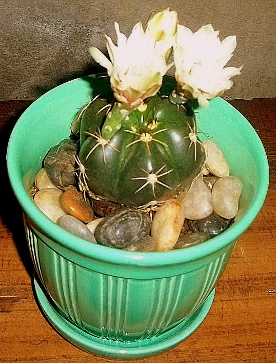 would you know the names of these cacti any suggestions are welcome ty, gardening