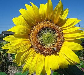 sunflower summer, gardening, Bees at work on the Sunflower