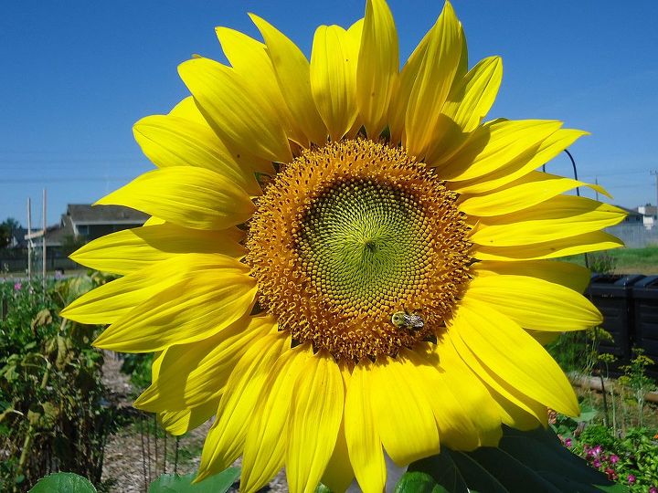 sunflower summer, gardening, Bees at work on the Sunflower