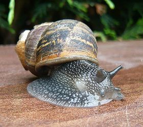 Eco Ideas How to Get Rid of Snails and Slugs