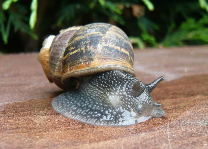 eco ideas how to get rid of snails and slugs, go green, pest control
