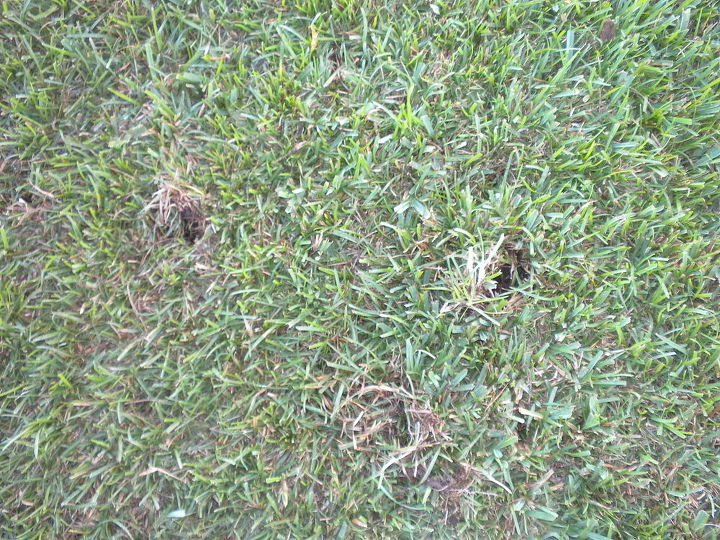 who or what, gardening, pets animals