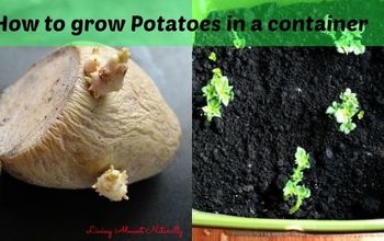 How to Grow Potatoes in a Container