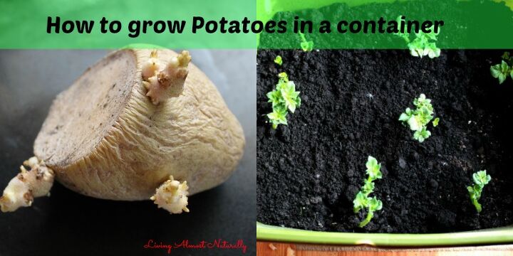 how to grow potatoes in a container, container gardening, gardening