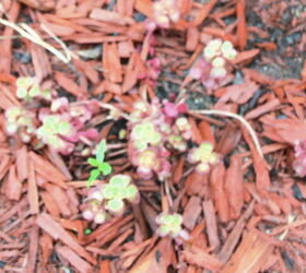 rained out, gardening, The red creeping sedum is trying to hang on