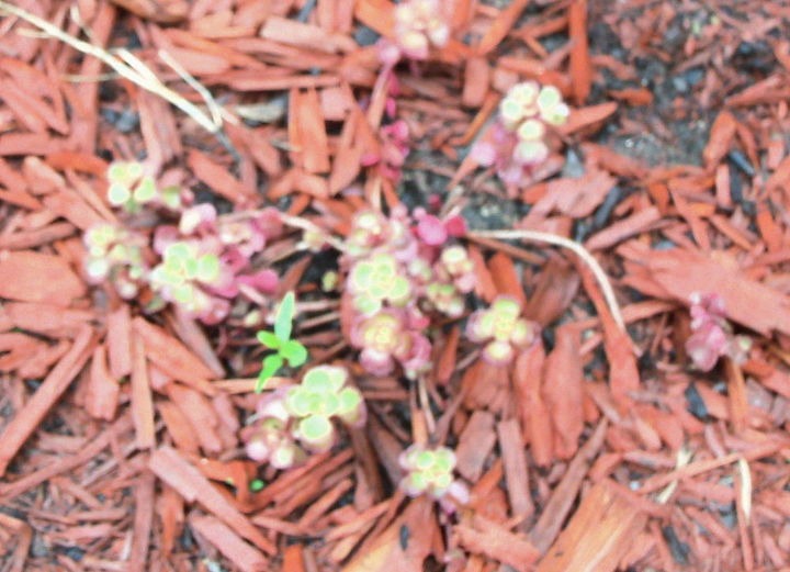 se ha secado por la lluvia, El sedum rojo rastrero est tratando de aguantar