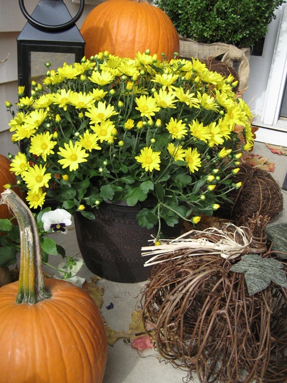 tour de porches de otono, Un favorito del oto o los crisantemos amarillos se pueden encontrar a ambos lados de la puerta