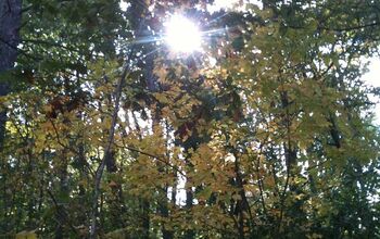 Morning sun in the autumn woods