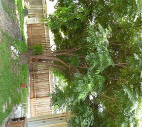 what kind of tree is this, gardening, Sorry it s sideways but it s an old and rather small tree