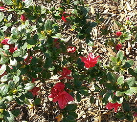 could you please help me identify this shrub, This is how it looks today 2 9 2013