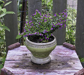 container gardening ideas and tips, container gardening, flowers, gardening