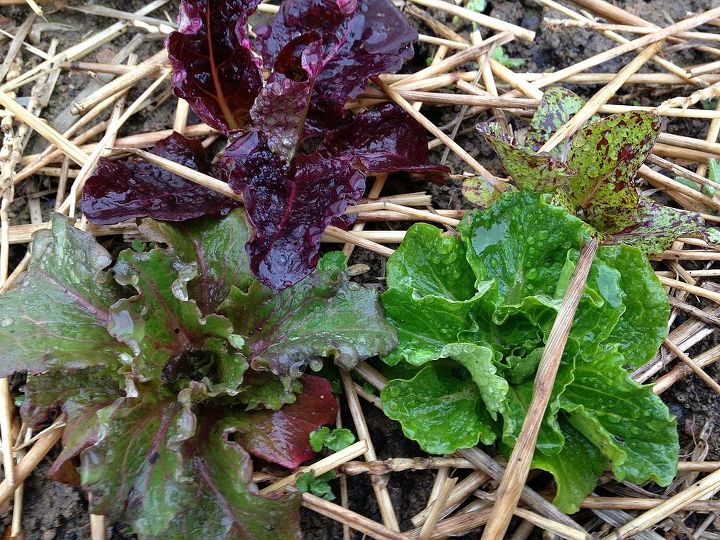 one year one ton of fresh food winter, gardening, homesteading, This lettuce survived overnight temperatures in the low teens F protected by low tunnels no heat added