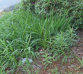 q parts of my front yard are a mess i need help knowing what to do can someone tell, flowers, gardening, I think there are 3 kinds of lilies here Can someone tell me what they are I know I had day lilies at one time