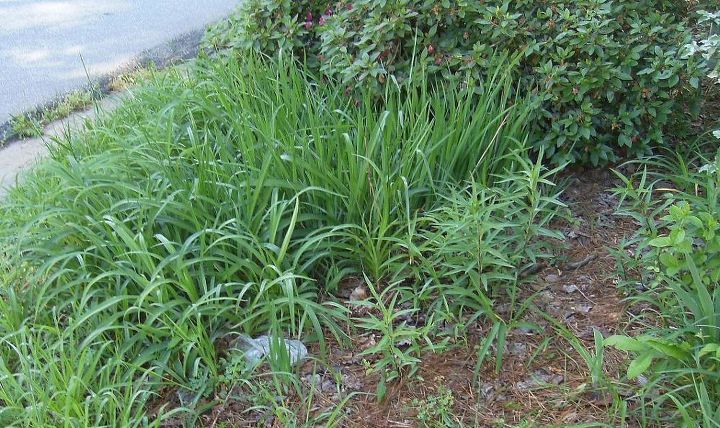 q algunas partes de mi jardin delantero son un desastre necesito ayuda para saber que, Creo que hay 3 tipos de lirios aqu Puede alguien decirme cu les son S que tuve lirios de d a en una poca