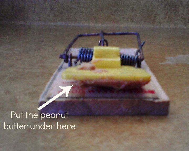 mouse trap tips, pest control, Where you put the peanut butter will help