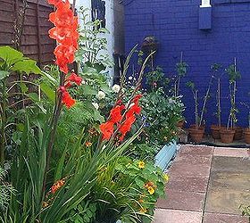 my garden labour of love and work in progress, flowers, gardening, outdoor living, Gladiolus