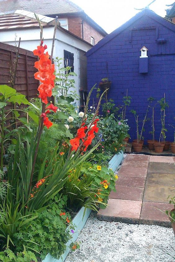 my garden labour of love and work in progress, flowers, gardening, outdoor living, Gladiolus