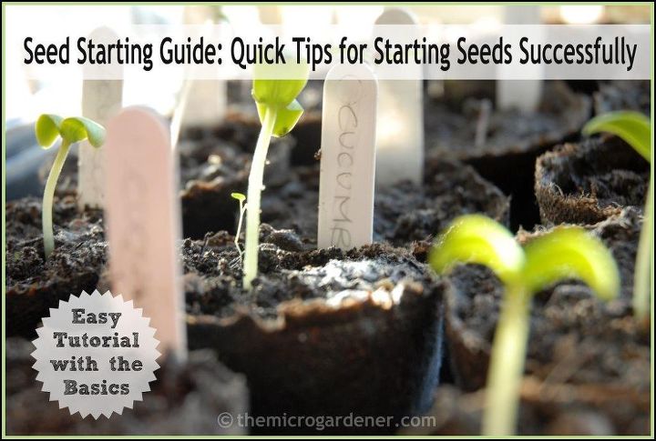 guia para el cultivo de semillas consejos rapidos para empezar a sembrar con exito